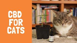 CBD for Cats: Top 7 Benefits