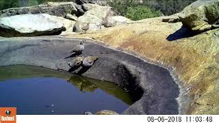 California and Mountain Quail