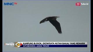 Dihuni Ribuan Burung Blekok, Kawasan Ekowisata Hutan Bakau di Situbondo - LIP 31/03