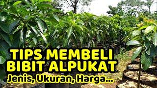 TIPS MEMBELI BIBIT ALPUKAT || Jenis, Ukuran, Harga