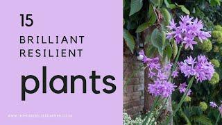 12 drought tolerant plants that will also be happy if it rains!