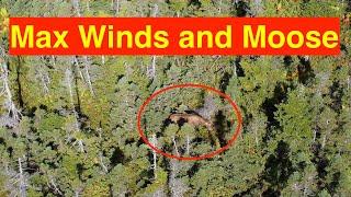 Drone Wind Test (35kms/hr) and More Moose