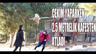 PİTBULL ATTACK ÇEKİMLER SIRASINDA ZOR NALAR KAFESTEN ATLADI.mp4