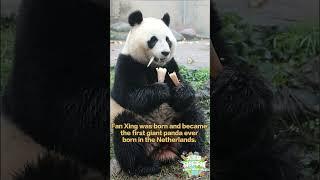 【Pandas’ World Travel】 Second Giant Panda Cub Born At The Dutch Ouwehands Zoo | iPanda