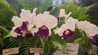 ORCHID DISPLAYS At SARASOTA ORCHID SOCIETY SHOW 2024