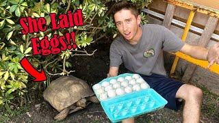 My Tortoise Laid Eggs!! What Do I Do??