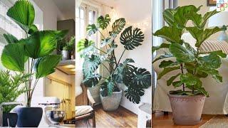 13 Stylish Houseplants with Big Leaves || Indoor Plants