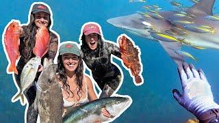 Sharks and bent shafts. SPEARFISHING Cavalli Islands, NZ.  YELLOWTAIL KINGFISH, boarfish & more!