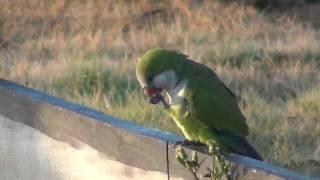 Monk Parakeets In The Wild - (Myiopsitta monachus)