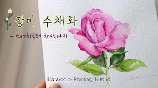 [ENG] 장미 수채화 | 스케치부터 채색하는 방법까지 | Watercolor Painting Tutorial