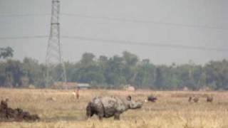 Rhino walks away from rescue site - Wildlife Trust of India