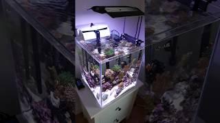 Nano reef tank 49l / 12gal