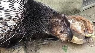 Bunyi seekor Landak Raya @ Malayan Porcupine...Moh Tengok Macamana bunyinya