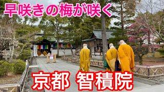 2025年3月6日 京都の隠れた名所 金堂前の梅が咲き出す智積院を歩く Walking around Chishaku-in Temple, Kyoto 【4K】