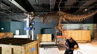 Timelapse of Scotty the T. rex from Tyrannosaurs exhibition at National Museums Scotland