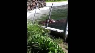 Hippo Attack at San Francisco Zoo