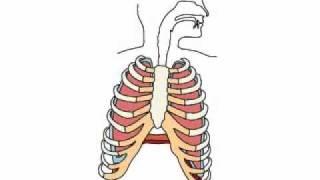 Дыхание, работа легких и диафрагмы. Видео-урок №2