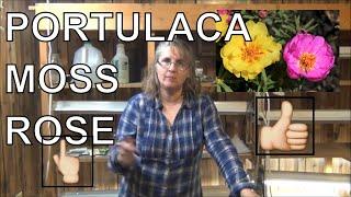 How to Grow Moss Rose From Seed / Planting Portulaca  In Pots