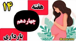 هفته چهاردهم بارداری|بارداری هفته به هفته|هفته ۱۴بارداری|ماه چهارم بارداری|سه ماه دوم بارداری|باردار