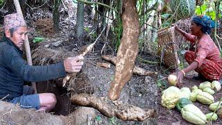 jungle man finding chayote roots || village organic food in Nepal || family in the jungle ||