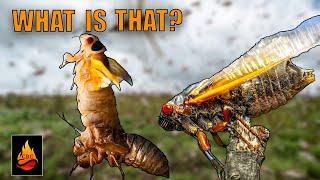 What is a Cicada? | The life and purpose of the cicada