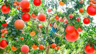 Harvest Red Pomelos Fruit Goes to the market sell, How to Peel a Pomelo & get a DIY Hair Treatment