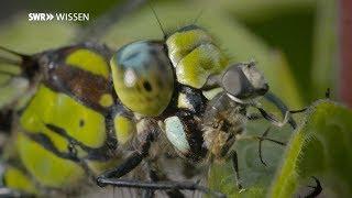 Libellen: So schnell jagen sie in Luft und Wasser