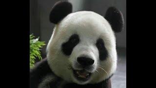 [飞云] The Representative Of The Cute Munchkin Girl: Feiyun!!!#panda #shorts