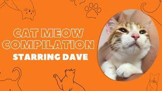 The Wisdom of Dave - Funny Cat Meowing Compilation
