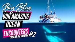 Best whale watching in Australia - Our Amazing ocean encounters