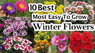 Most Easy to Grow Winter Flowers, Low maintenance Annual Flowering Plants, শীতের ফুল গাছ