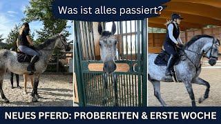 NEUES PFERD I PROBEREITEN & UNSERE ERSTE WOCHE I ANJA FEE