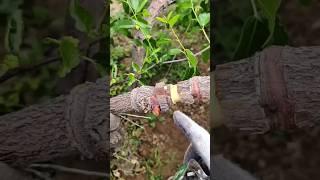 This technique is especially used in jujube trees to boost yield #satisfying #pruning #jujubetree