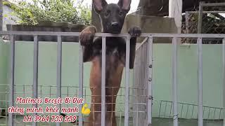 Malinois Đực hàng khủng|Trại Chó Phú Quý |LH 0964 733 539