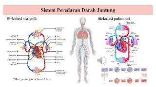 Sistem Kardiovaskular (Jantung): Anatomi, Katup, Lapisan, Aliran darah dan Siklus Jantung