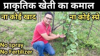 Magic of Natural Farming | प्राकृतिक खेती का कमाल | Prakritik Kheti Kaise Kare