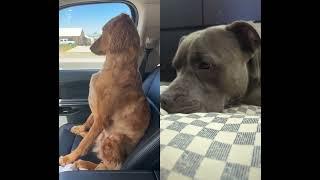 Dog gives Mom the silent treatment after a visit to the groomer 