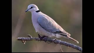 Somali wildlife/ ring necked dove / xayawaan qooley qoolley