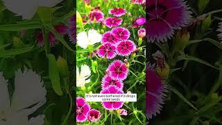 Mixed Dianthus #dianthus #dianthusflower #lawn #flowergarden #flowergrow #growyourown