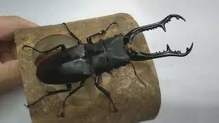 Prosopocoilus giraffa is biggest giant stag beetle in the world !!