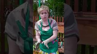 Как правильно сажать баклажаны в открытый грунт
