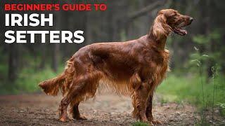 BEGINNER'S GUIDE TO THE IRISH SETTER