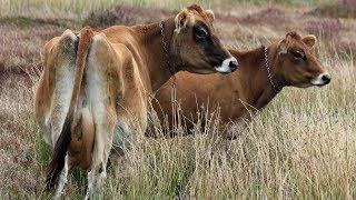 Jersey Dairy Cattle | Classic Doe-Eyed Family Cow