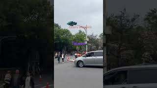 Cherry Blossoms in Taiwan