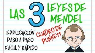 LAS LEYES DE MENDEL, CUADRO DE PUNNETT  PASO A PASO, EXPLICACIÓN  [Fácil y Rápido] | BIOLOGÍA |