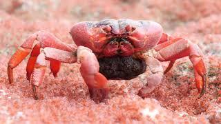 Mother Red Crab Eats Babies! The Dark Side of Nature!