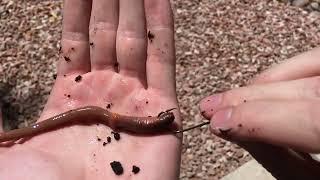 Easy ways to hook WORMS for Fishing