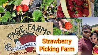 Wonderful Strawberry Farm | Strawberry Picking in North Carolina | Spring vibes| Pagefarm | USA Vlog