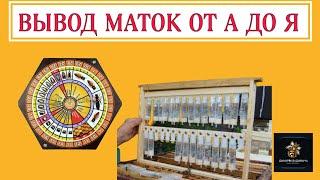 ВЫВОД МАТОК ОТ А ДО Я ЗА 20 МИНУТ! В ПОМОЩЬ НАЧИНАЮЩИМ ПЧЕЛОВОДАМ!