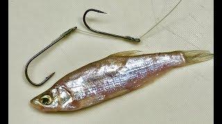 9 Ways to Hook 3 Fish Bait - DIY Fishing - 9 Cách Móc Mồi - تسع طرق شائعة لصيد الأسماك